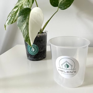 Peut inclure: Une plante panachée blanche et verte avec de grandes feuilles dans un pot en plastique noir avec une étiquette verte qui dit "Helen's Greenhouse". La plante est posée sur une surface blanche à côté d'un gobelet en plastique transparent avec une étiquette verte qui dit "Helen's Greenhouse".