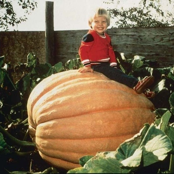 XXXL Pumpkin seeds, Atlantic Giant, amazing gift for plant lovers and gardeners, fun & easy to grow, Halloween, can be grown in all zones