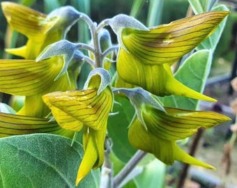 Graines de fleurs pour oiseaux, (des graines pour toute l'année) Expédition rapide, un excellent cadeau pour tout amateur de plantes, graines de haute qualité, biologiques, expédition rapide