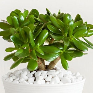Jade Plant seeds, crassula money plant gift for him her mom dad teacher home decor evergreen flowering house plants DIY gardening succulents