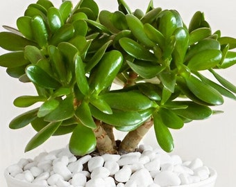 buy zz plants ZZ Plant – Hey Rooted main image 1