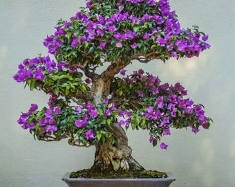 Purple Bonsai Tree seeds, fun and easy to grow, fast growing, grow your own Flowering mini tree, best gift for him and her