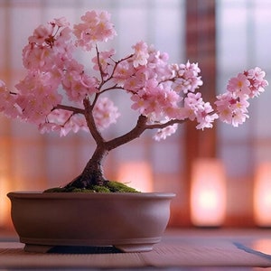 Pink Cherry Blossom Bonsai Tree seeds, Japanese Sakura gift for him her mom dad teacher gardening DIY flowering plants perennial