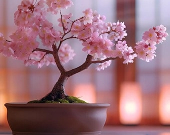 May include: A pink cherry blossom bonsai tree in a brown ceramic pot. The tree is in bloom and the flowers are delicate and beautiful. The bonsai is set against a blurred background of a Japanese-style room with a wooden floor and a sliding door.