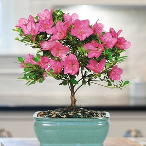 Pink Azalea Bonsai Tree seeds, home decor gift for him her mom dad teacher organic gardening DIY birthday flowering house plants easy care
