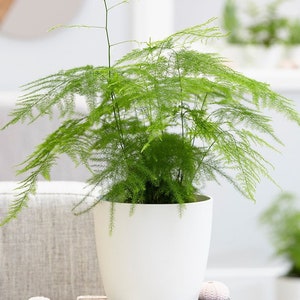 May include: A green asparagus fern plant in a white ceramic pot. The plant is sitting on a wooden table with a book and seashells.