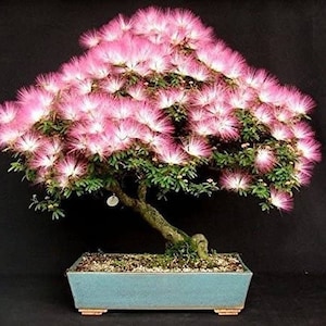 Persian Pink Silk Tree Bonsai seeds, outdoor indoor home decor gift for him her mom dad teacher house plant gardening perennial frost hardy