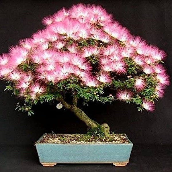 Silk Tree Bonsai seeds, Flowering mini tree, amazing colours, fun & easy to grow, unique gift, mimosa, Sleeping Tree, organic, fast shipping