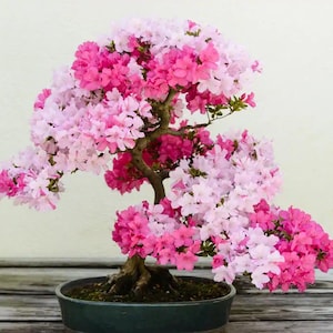 Pink Azalea Bonsai Tree seeds, home decor gift for him her mom dad teacher organic gardening DIY birthday flowering house plants easy care