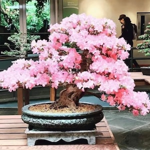 ピンクの桜の盆栽の種、日本の桜、彼や彼女のお母さん、お父さん、先生への贈り物、開花植物、DIYガーデニング多年草