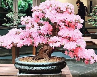 Graines de bonsaï roses en fleurs de cerisier, couleurs étonnantes, faciles à cultiver, Sakura, meilleur cadeau pour lui et elle, décoration d'intérieur, fête des pères et des mères