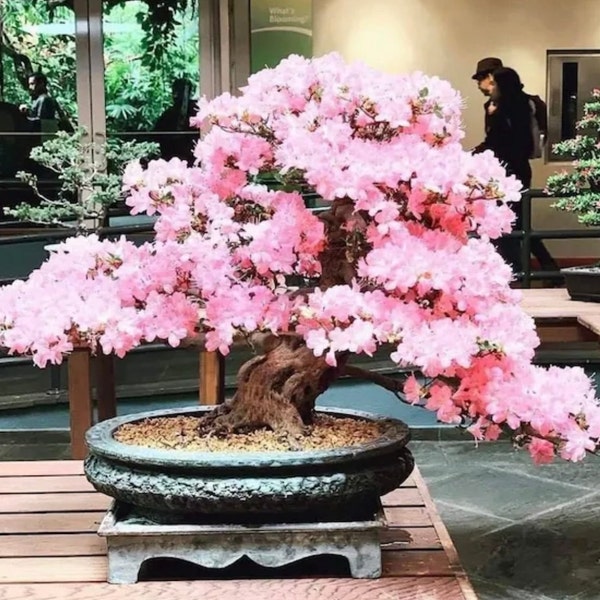 Graines de bonsaï roses en fleurs de cerisier, couleurs étonnantes, faciles à cultiver, Sakura, meilleur cadeau pour lui et elle, décoration d'intérieur, fête des pères et des mères