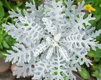 Diamond Dusty Miller seeds, amazing colour, fun & easy to grow, gift for him and her, organic, gardening, unique gift, fast shipping