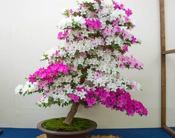 サルスベリの盆栽の種：育てやすい観葉植物、簡単な説明付き - Etsy 日本