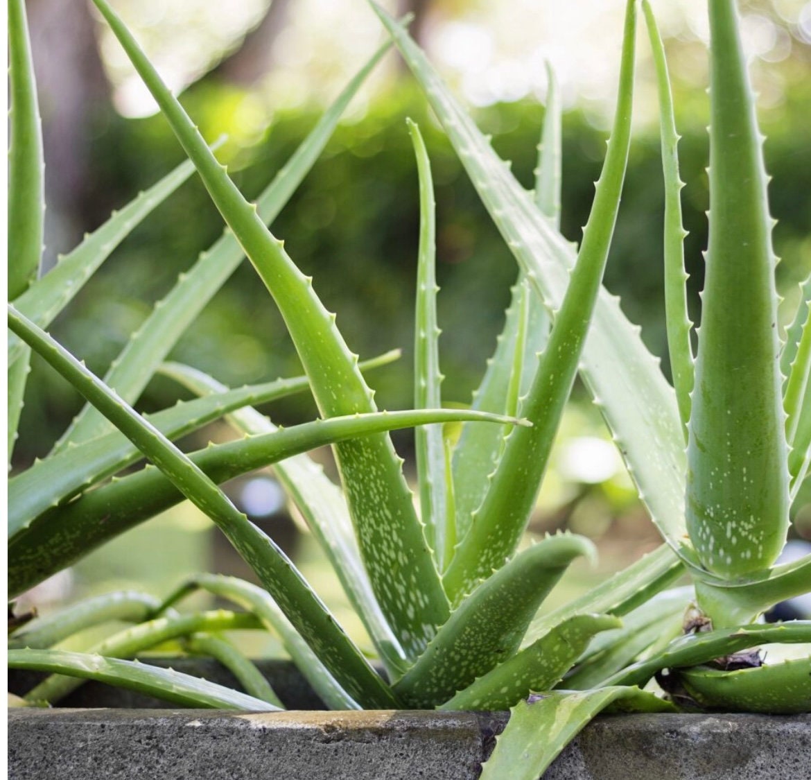 Aloe Vera Seeds: Grow Your Own Organic Aloe for Beauty & Skin Care, After  Sun Burn Treatment - Etsy