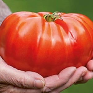 GIANT Tomato seeds, XXL, can become 2lb 1 kilo best gift for him and her, can be grown in all zones, gardening, home gift, educational image 2