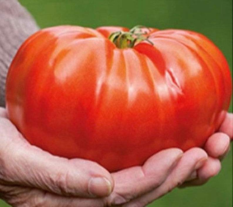 GIANT Tomato seeds, XXL, can become 2lb 1 kilo best gift for him and her, can be grown in all zones, gardening, home gift, educational image 2