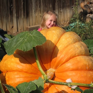 Puede incluir: Una gran calabaza naranja con una niña asomándose por detrás. La calabaza está en el suelo con hojas verdes a su alrededor.