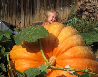 XXXL Pumpkin seeds, Atlantic Giant, best gift for him and her, easy to grow, can be grown in all zones, mothers day fathers day, gardening