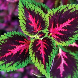 Bunte Coleus Samen, beste Geschenk für ihn ihre Mutter Papa Lehrer, innen & außen Wohnkultur Geburtstag DIY blühende Zimmerpflanzen Gartenarbeit