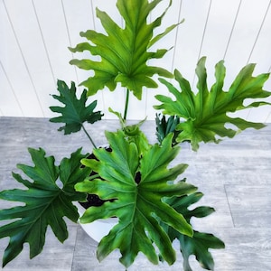 Philodendron Selluom Samen, XL Blätter best Geschenk für Mama Papa Lehrer Haus Pflanze DIY urban gardening home decor organic pflegeleicht