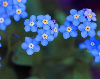 Forget Me Not seeds, amazing colours, fun and easy to grow, gift idea, fast shipping