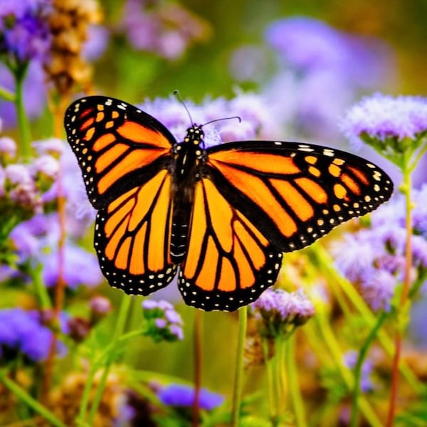 Grow your own Butterfly Garden, fun and easy to grow seeds, beautiful flowers that attract Butterflies and Bees, great gift, fast shipping