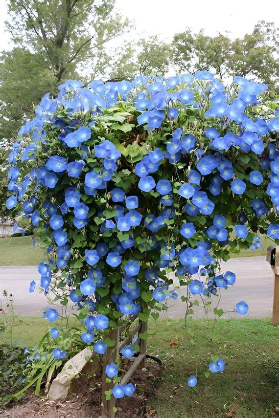 Clarks Blue Morning Glory Seeds: klimplanten, bloeiende planten, biologisch  tuinieren, gemakkelijk te kweken - Etsy Belgi