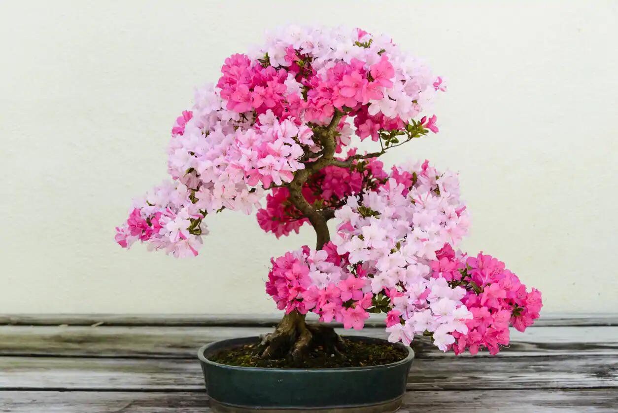 サルスベリの盆栽の種：育てやすい観葉植物、簡単な説明付き - Etsy 日本