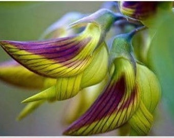 Nasiona Regal Birdflower - Crotalaria Cunninghamii (nasiona na cały rok) szybka wysyłka, świetny prezent, łatwe w uprawie, gwarantowany sukces