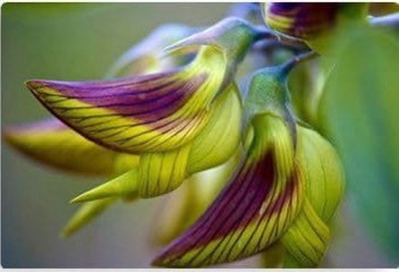 Regal Birdflower Seeds Crotalaria Cunninghamii seeds for all year round fast shipping, great gift, easy to grow, success guaranteed image 1