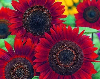 Red Sunflower Seeds: Organic Gardening, Pollinator Friendly, Garden Decor