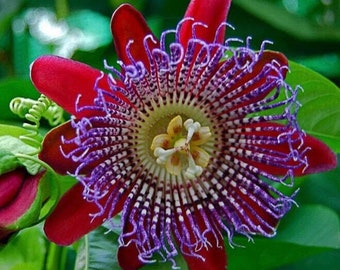 Semillas de flor de la pasión roja: plantas de jardín orgánicas con flores, Passiflora quadrangularis, fácil de cultivar.