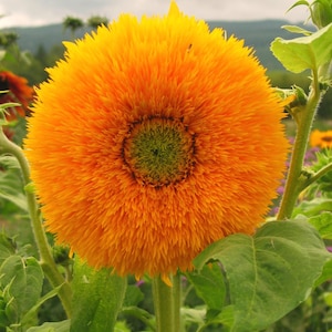 Puede incluir: Un primer plano de un girasol naranja brillante con una textura peluda. El girasol está en plena floración y tiene un centro verde oscuro.