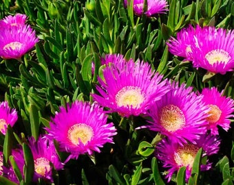 Pink Hottentot Fig Seeds: Flowering Succulent Seeds House Plant