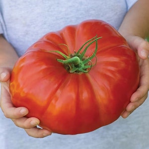 RIESIGE Tomatensamen, können 1 kg schwer werden! 1 Kilo! Geschenk für ihn ihre Mutter Papa Lehrer, Kinder lieben diese, für alle Gartenzonen Gartenarbeit DIY Obst Gemüse