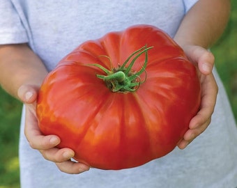 Giant Tomato Seeds: Brutus XXL Variety, Grow 2lb Fruit, "Brutus" from Holland