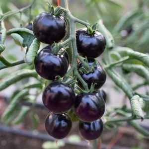 Puede incluir: Un racimo de tomates de color morado oscuro creciendo en una vid. Los tomates son redondos y brillantes, con un tono morado intenso.