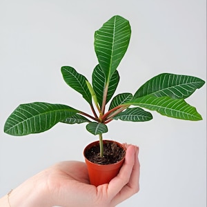 Madagascar Jewel Bonsai Tree seeds, euphorbia leuconeura, best gift for him her mom dad teacher home decor DIY gardening house plant