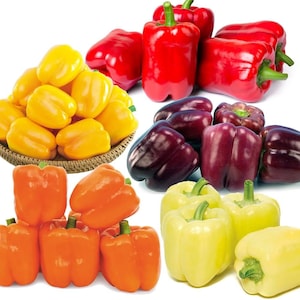 May include: Assortment of bell peppers in various colors, including red, yellow, orange, purple, and white. The peppers are arranged in a group on a white background.