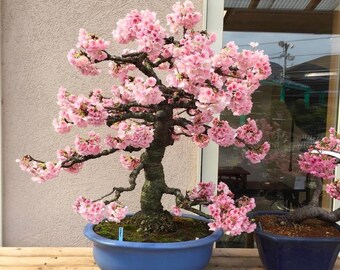 10 Semi Di Fiore Di Ciliegio Giapponese (Sakura) Per Bonsai - Rari, Da  Collezione, Per Coltivazione
