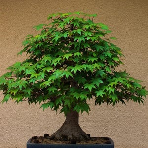 May include: A green Japanese maple bonsai tree in a black pot. The tree has a thick trunk and many branches with small green leaves.