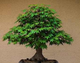 pinus mugo carstens wintergold bonsai Pinus mugo Carstens Wintergold 3gal  Cornell Farm