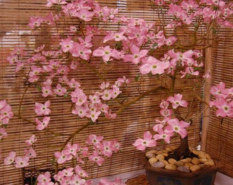 Rosa Hartriegel Bonsai-Baumsamen: DIY blhende Staude, einfach zu zchten,  mehrjhrig - Etsy.de