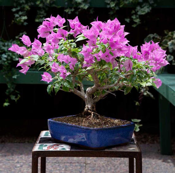 【おまとめ】FlowerBreeze 3& Adorable Tree 1 Okame Flowering Cherry Tree 3