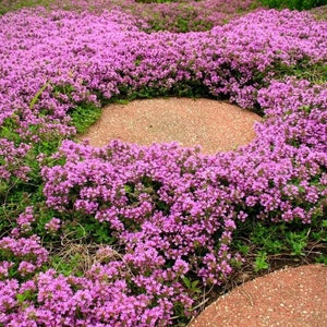 Creeping Wild Thyme seeds, perennial frost hardy ground cover magic carpet best gift for him her home decor teacher gifts DIY gardening