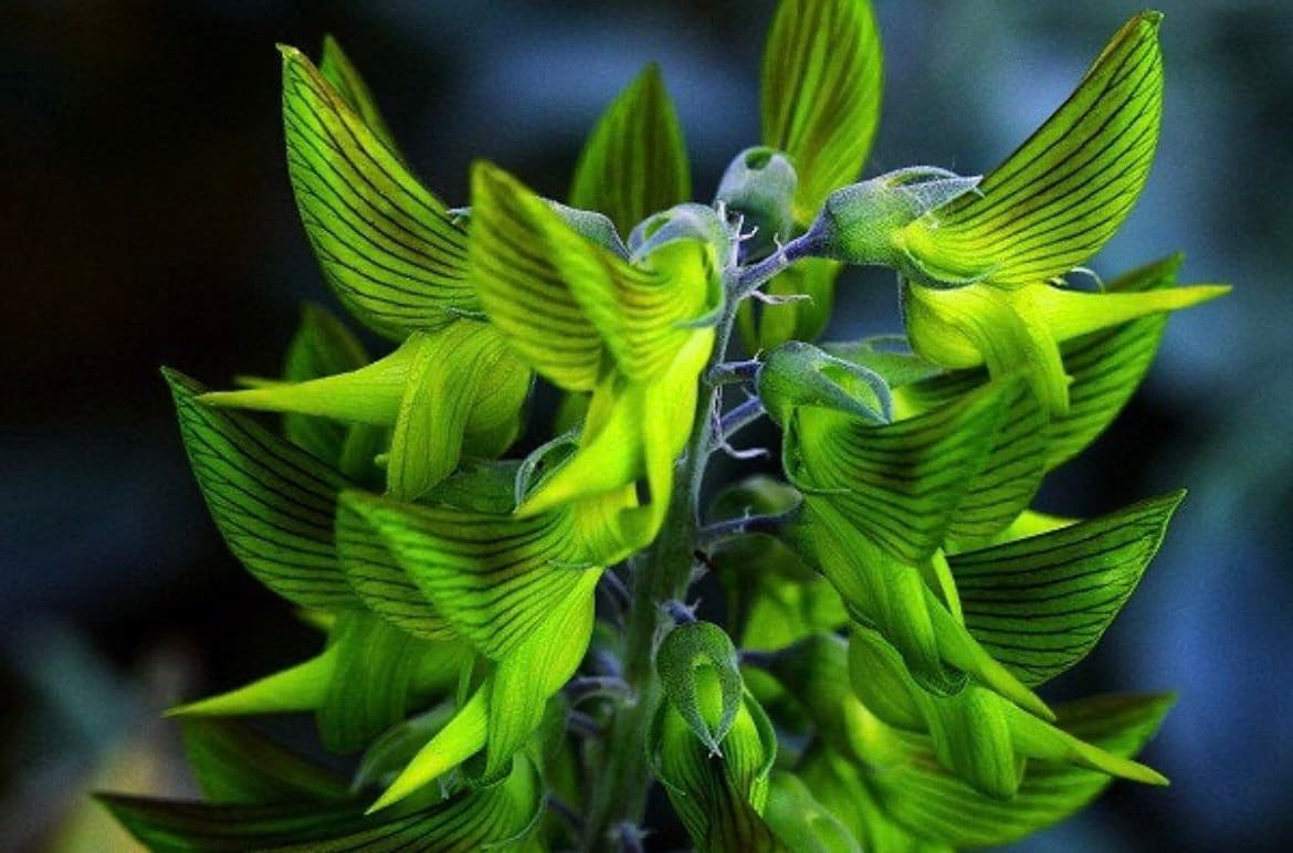 Crotalaria cunninghamii outlet
