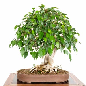 May include: A bonsai tree with bright green leaves and a light brown trunk. The tree is planted in a brown, oval-shaped ceramic pot. The exposed roots are visible. The bonsai is set on a wooden surface against a white background.