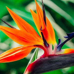 May include: A vibrant orange bird of paradise flower with blue and yellow accents. The flower is in bloom and has a long, dark stem.