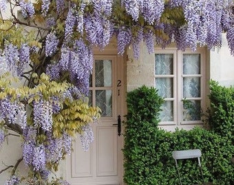 Semillas de Wisteria Blue Rain, de rápido crecimiento, regalo perfecto, orgánico, jardinería, regalo de decoración del hogar para él y ella, a los niños les encantan, orgánicos